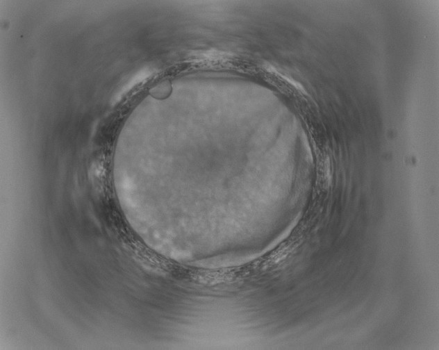 X0000077291254200611171618