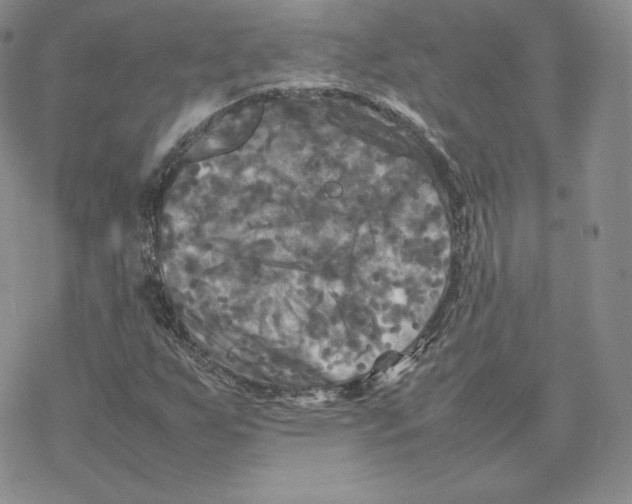 X0000077291255200611171618