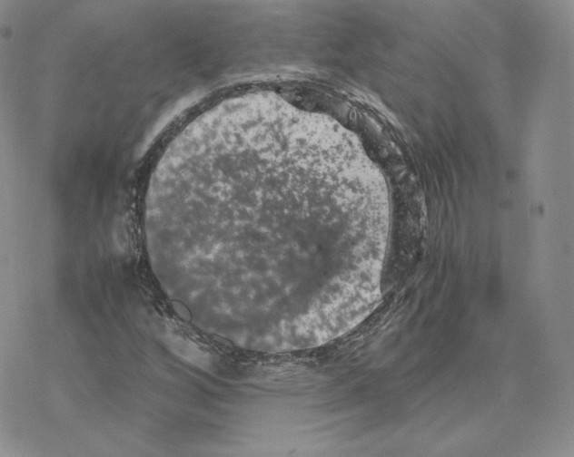 X0000077291256200611171618