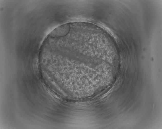 X0000077291264200611171618