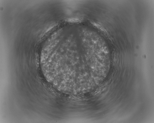 X0000077291301200611171617