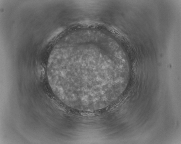 X0000077291302200611171617