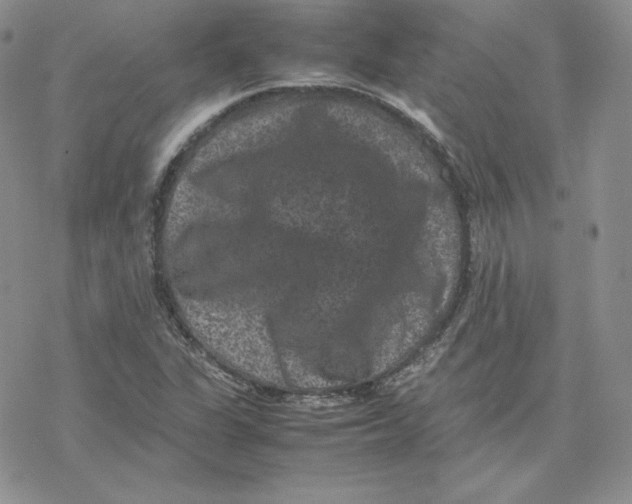 X0000077291311200611171617