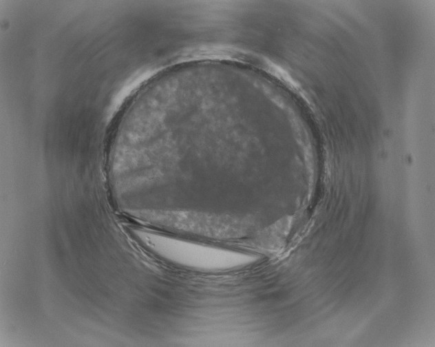 X0000077291312200611171617