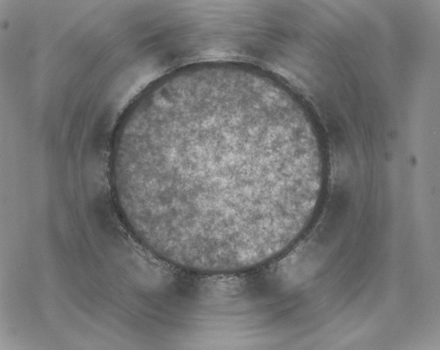 X0000077291314200611171617