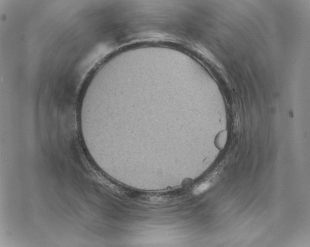 X0000077291318200611171617