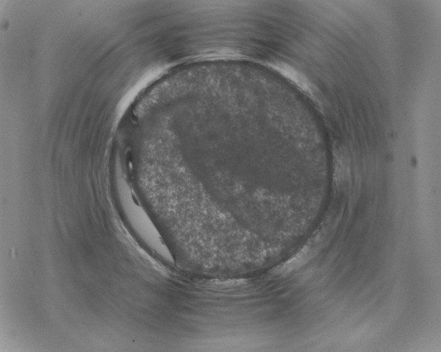 X0000077291325200611171617