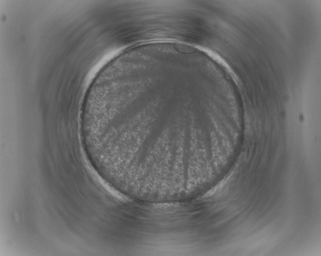 X0000077291333200611171617