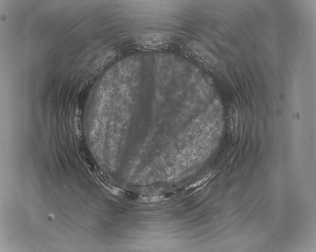 X0000077291346200611171617