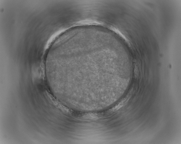 X0000077291358200611171617