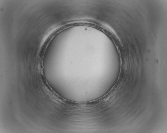 X0000077291360200611171617