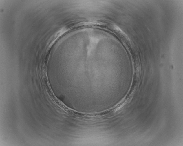 X0000077291361200611171617