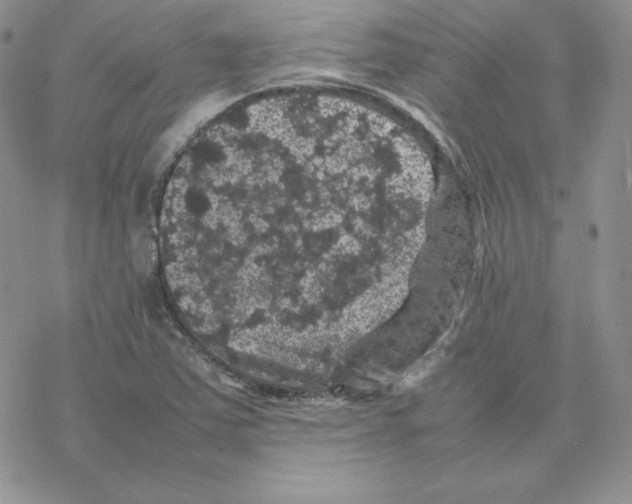 X0000077291363200611171617