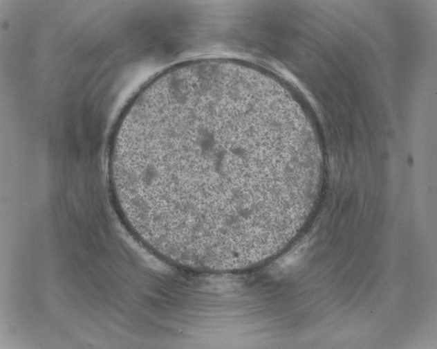 X0000077291416200611171616