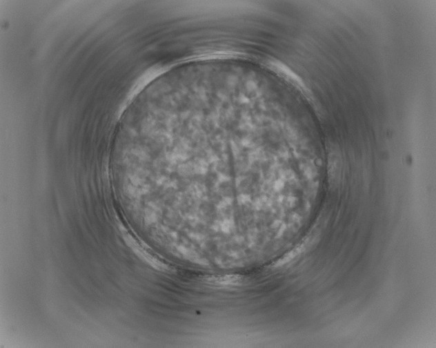 X0000077291417200611171616