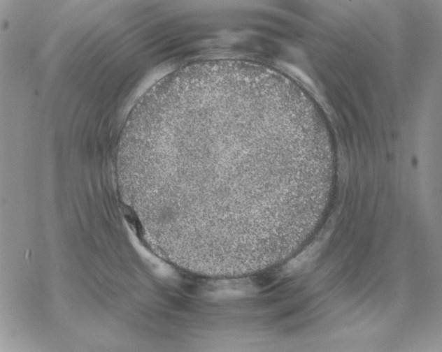 X0000077291433200611171616