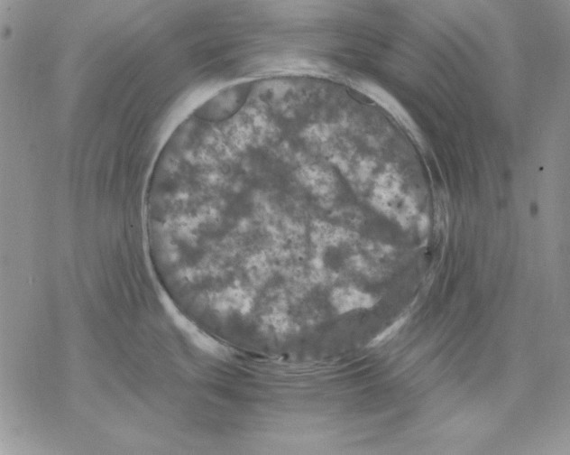 X0000077291439200611171616