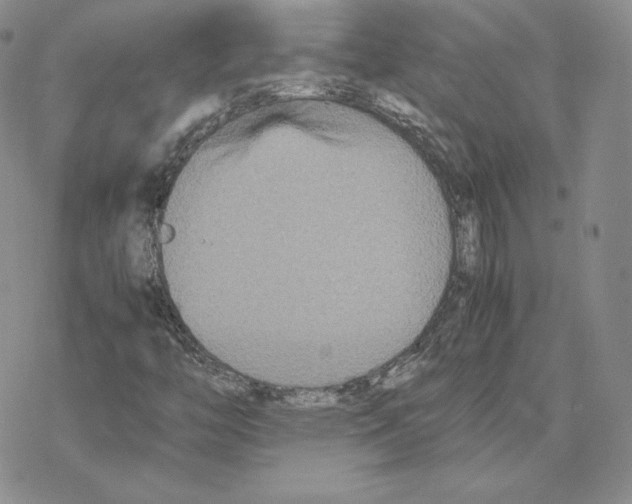 X0000077291446200611171615