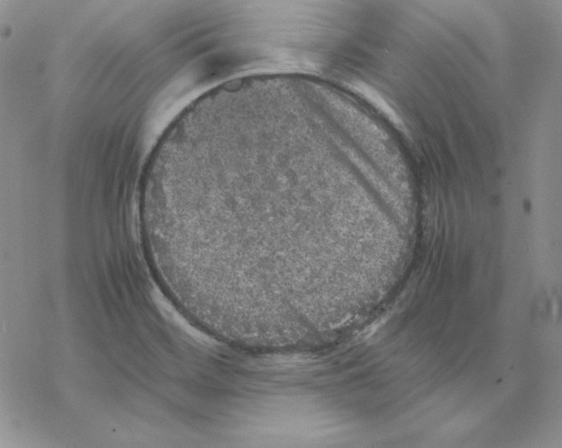 X0000077291468200611171615