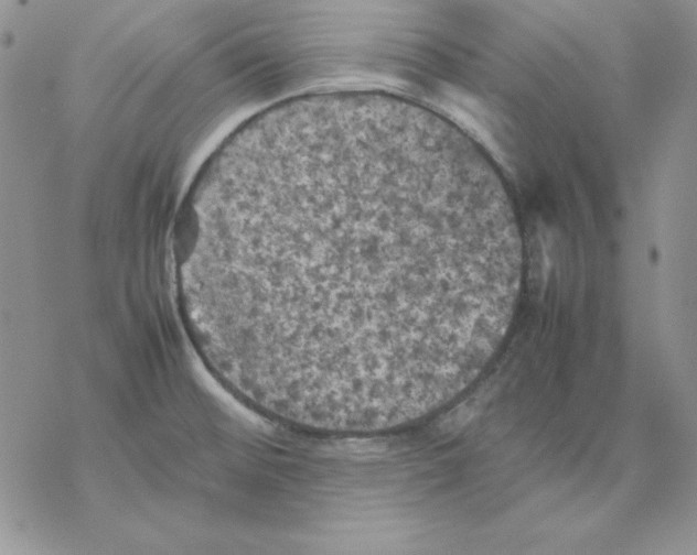 X0000077291476200611171615