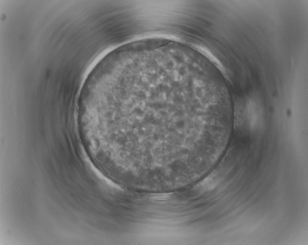 X0000077291484200611171615