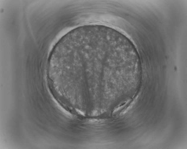 X0000077291525200611171614