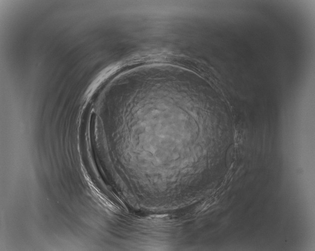 X0000077310054200610201204