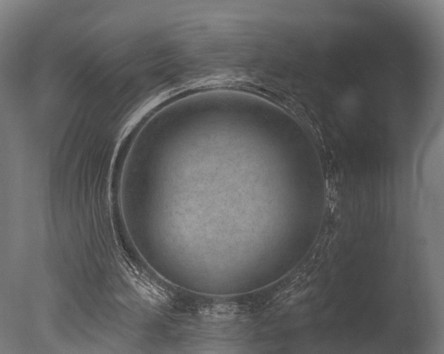 X0000077310196200610201202