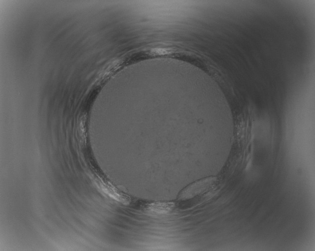 X0000077310373200610201159