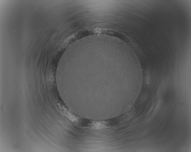 X0000077310569200610201156