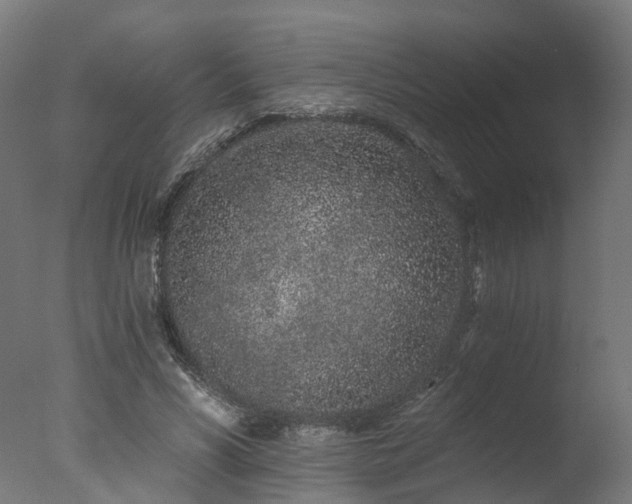 X0000077310590200610201155