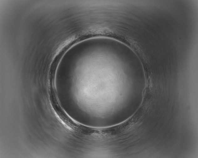 X0000077310630200610201154