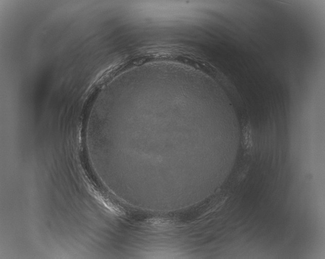 X0000077310733200610201152
