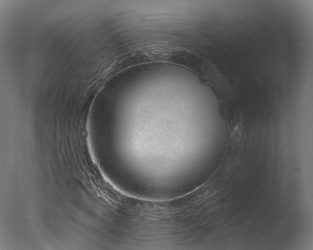 X0000077310772200610201152