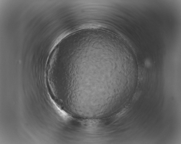 X0000077310802200610201152