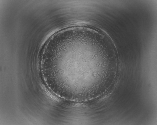 X0000077310835200610201151