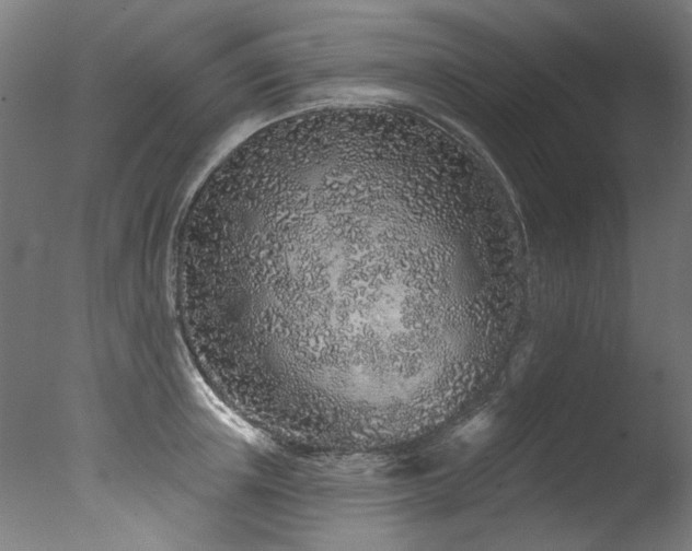 X0000077310851200610201151