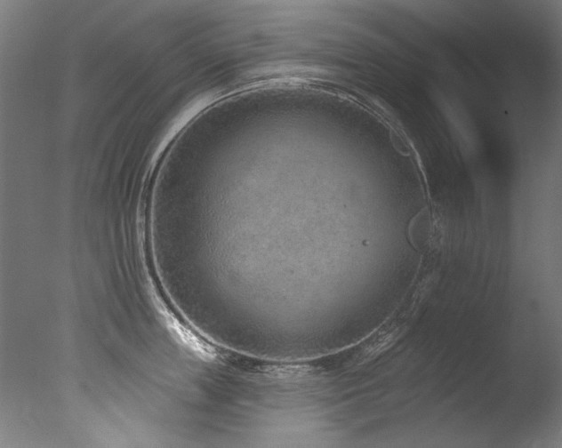 X0000077310859200610201151