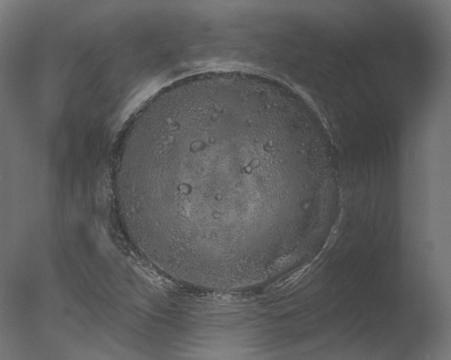 X0000077311263200610201144