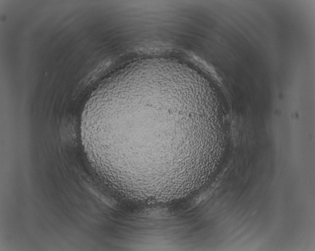 X0000077310065200611031651