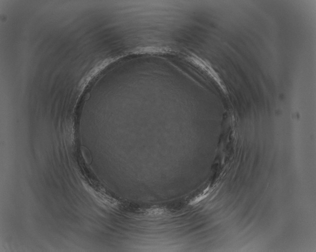 X0000077310204200611031649