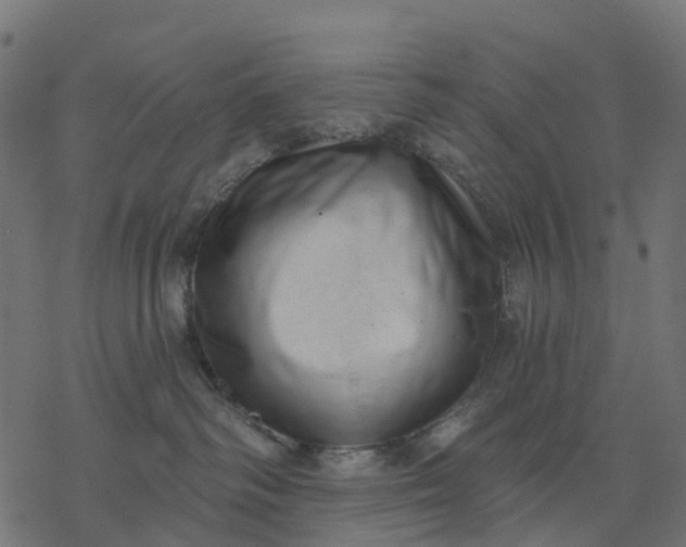X0000077310334200611031647