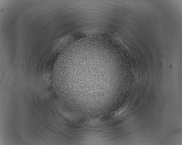 X0000077310671200611031642