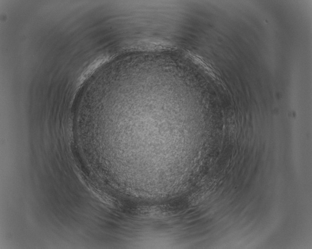 X0000077310679200611031641