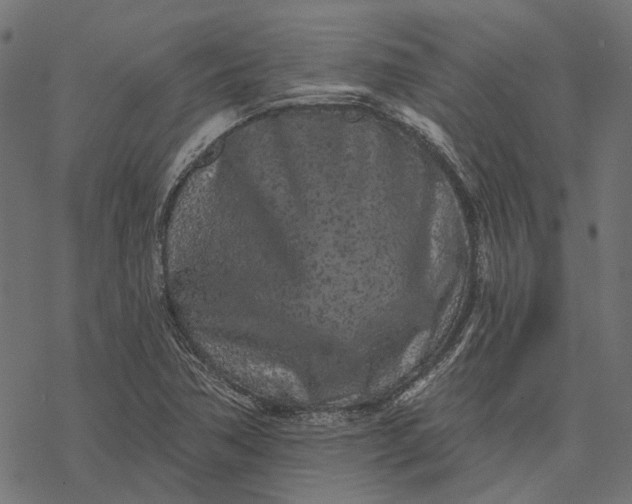 X0000077311362200611031630