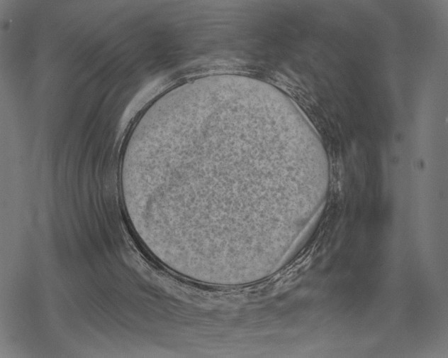 X0000077310004200611101445
