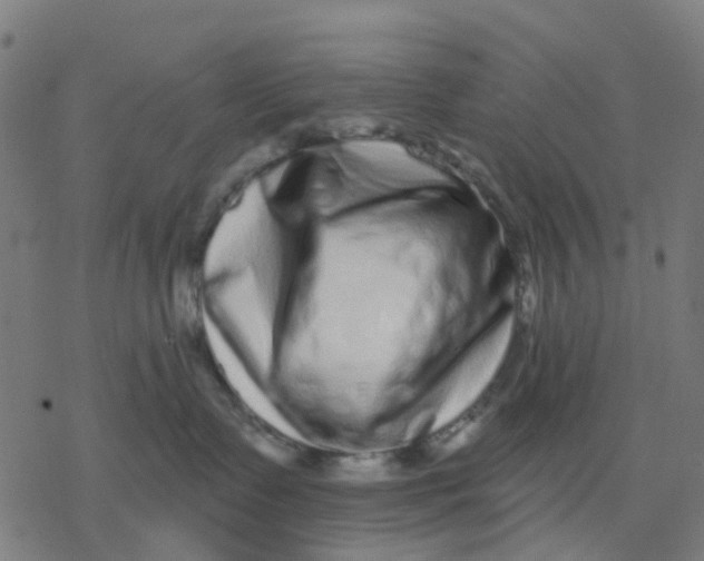 X0000077310335200611101439
