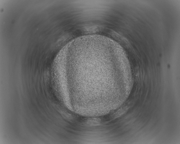X0000077310369200611101439