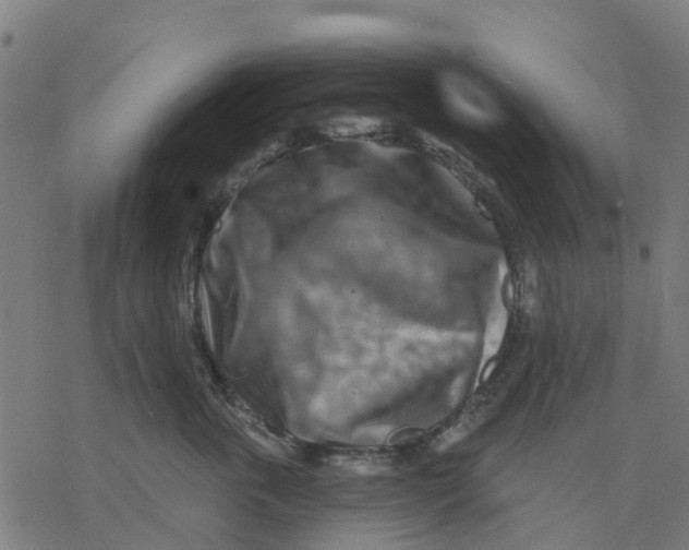 X0000077310763200611101433