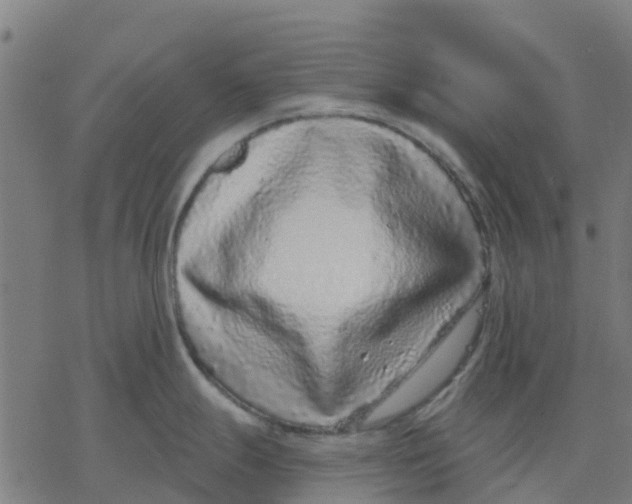 X0000077311247200611101425